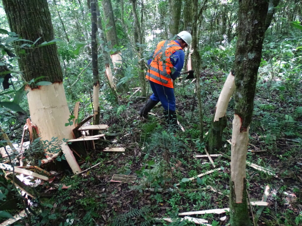 Controle de espécies vegetais exóticas e invasoras