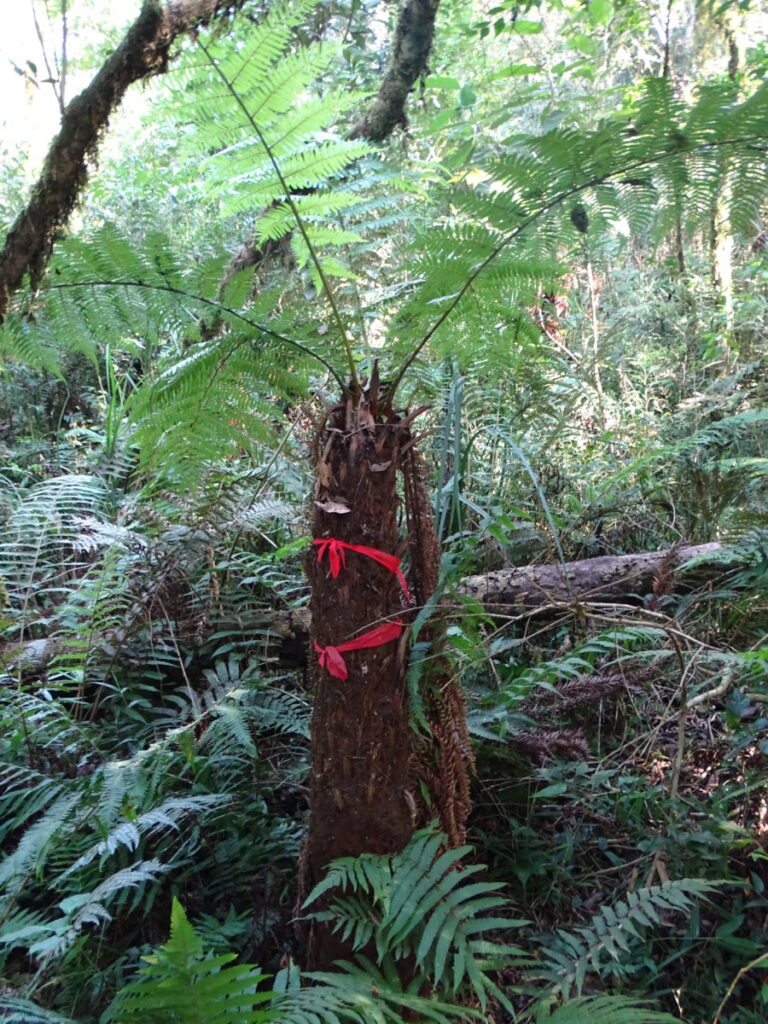Transplantio e manutenção de espécies importantes do ponto de vista conservacionista