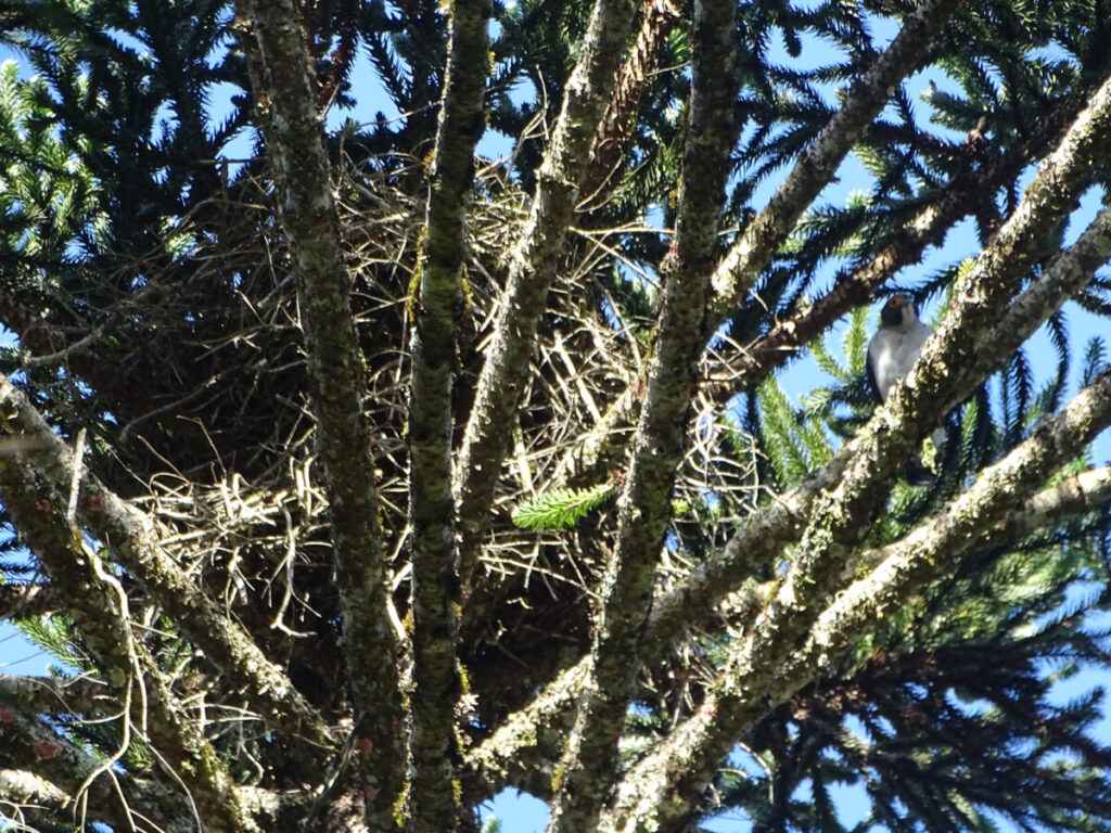 Levantamento Faunístico