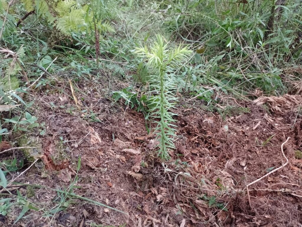 Elaboração e execução de PRAD