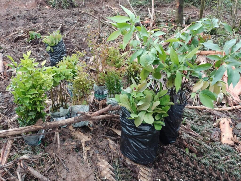 Enriquecimento Florístico