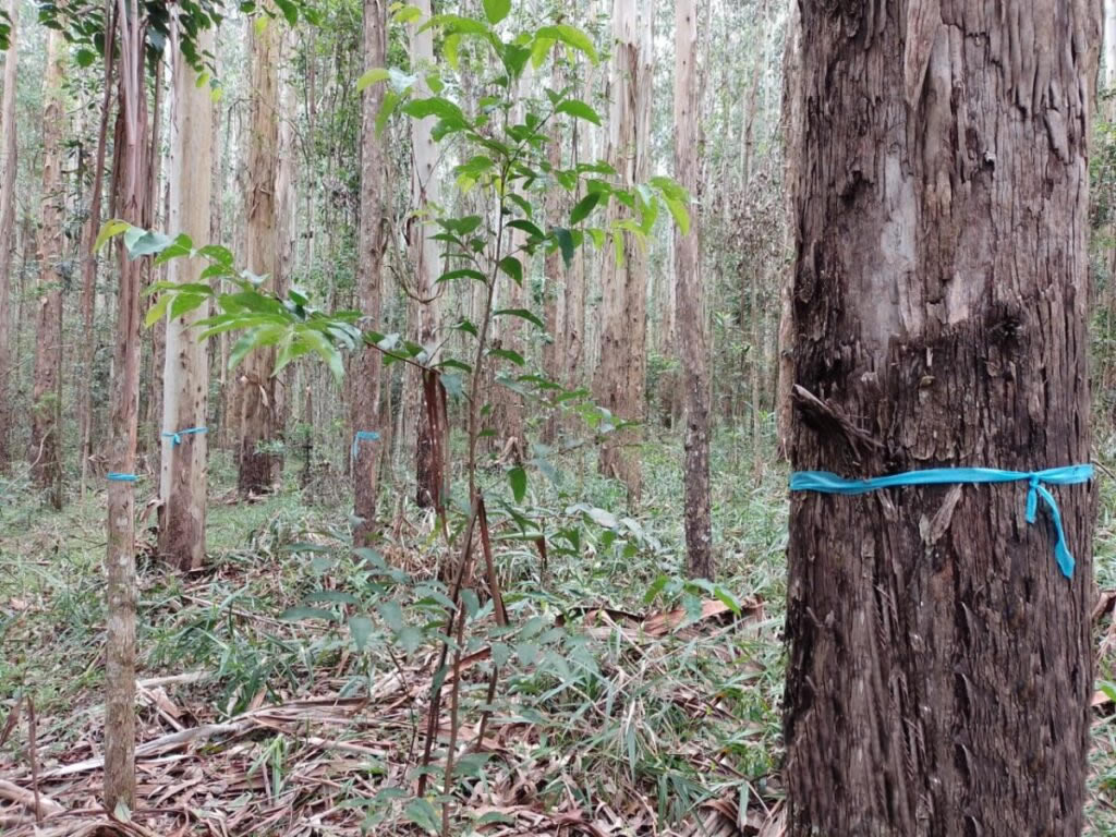 Inventário Florestal