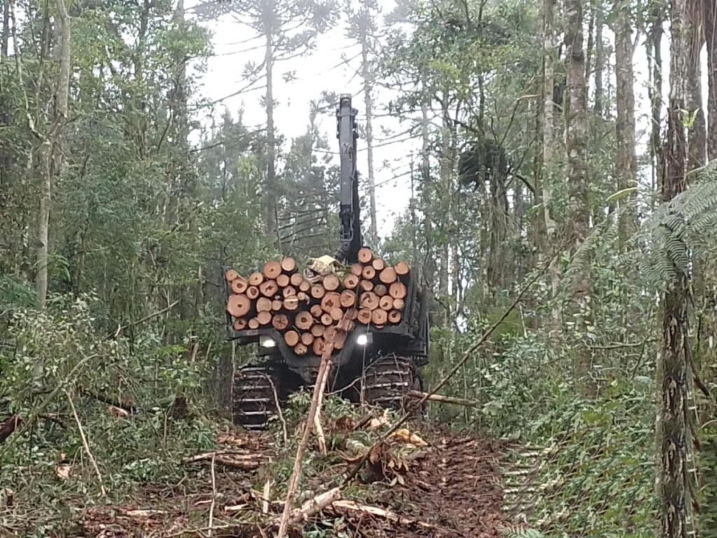 Plano de manejo para exploração de plantios de araucária em reserva legal