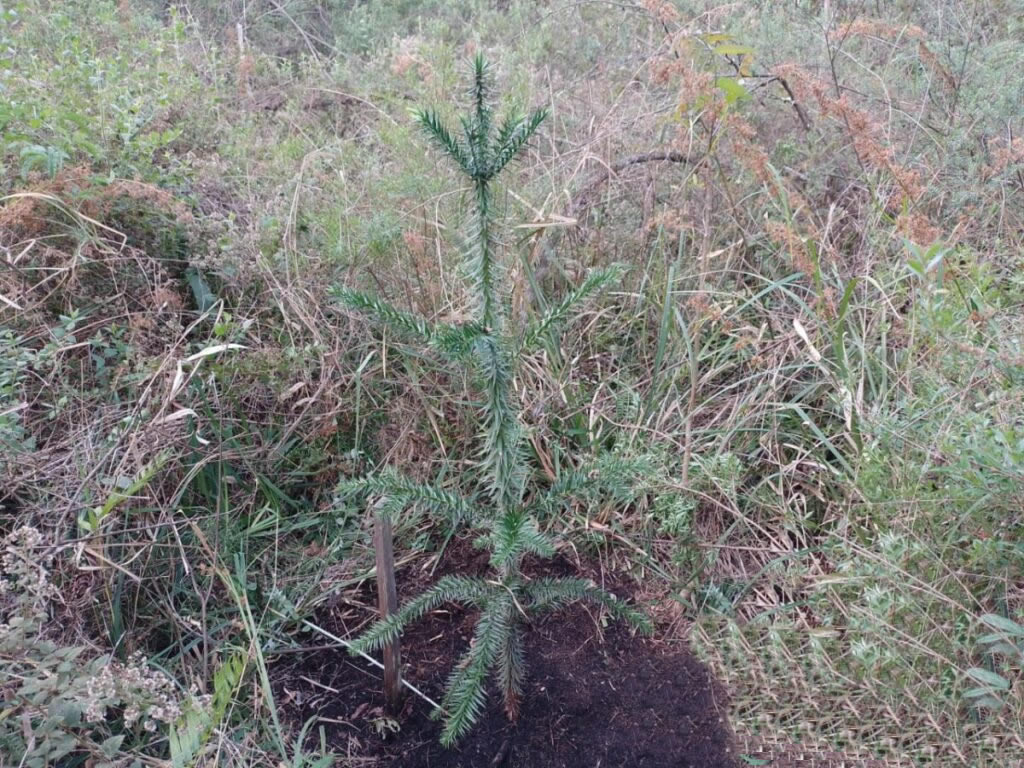 Monitoramento de espécies da flora